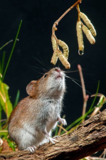 Bank vole, Clethrionomys glareolus, myodes glareolus, rodents, rodentia, rubella, wood vole, high