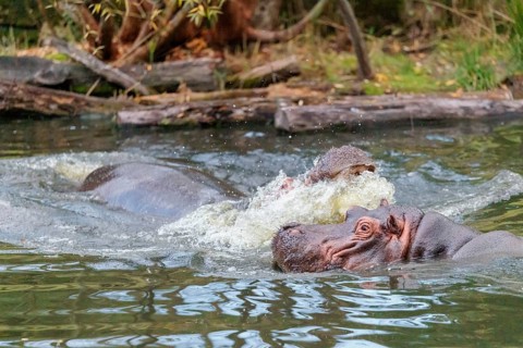 Two adult hippos (Hippopotamus amphibius) are fighting in the water. Democratic Republic of the