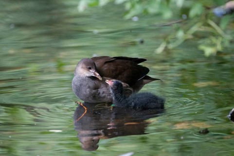 Gallinula chloropus, bog grouse, pond rail, birds, gruiformes, adolescent, juvenile, crane birds,