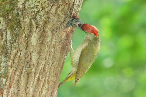 Green woodpecker (Picus viridis) female feeds young bird in breeding cavity in an old oak tree,