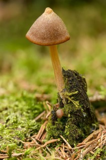 Entoloma Hirtipes, frail bell bell, mushrooms, fungus, high size, vertical format, mushrooms