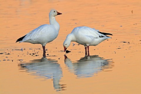 Snow Goose, Bosque del Apache, New Mexico, USA. Snow Goose, Bosque del Apache, New Mexico, United