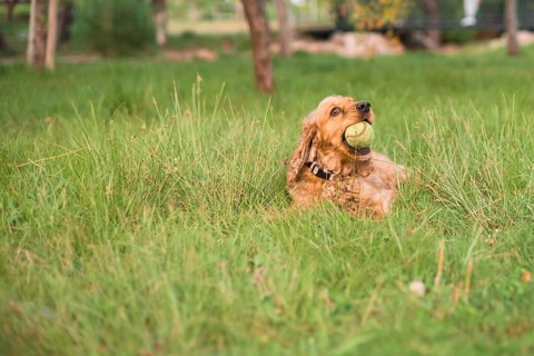 A dog lies in the grass with a ball, looking attentive and ready to play