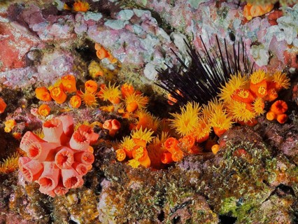 Bright orange and yellow corals, including the orange cup coral (Tubastraea coccinea), lend the