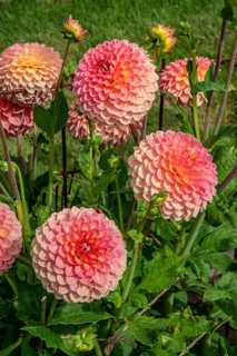 Flowering Dahlias (Dahlia), variety Pink suffusion in the Dahlia Farm in Löderup, Ystad