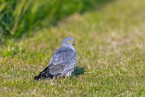 Montagu's harrier (Circus pygargus) adult male sitting on the ground looking for prey in freshly