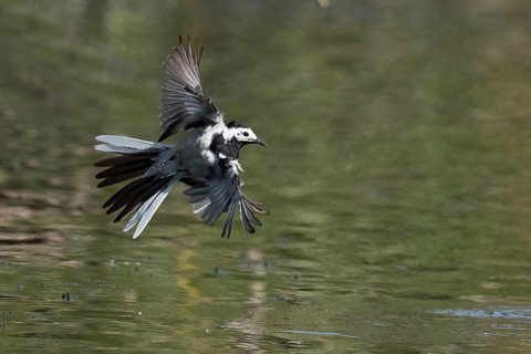 A white wagtail (Motacilla alba) flies just above the water's surface, its wings spread wide,