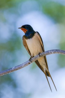 Hirundo rustica, barn swallow, birds, high size, portrait format, passeri, swallows, songbirds,