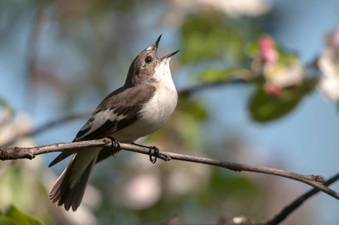 Ficedula hypoleuca, pied flycatcher, mourning snapper, mourning snapper, birds, song, passeri,