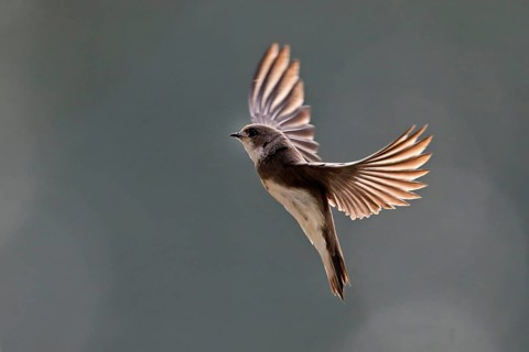 Sand Martin (Riparia riparia), in flight, Reussegg Nature Reserve, Canton of Aargau, Switzerland