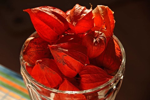 Flowers of a Chinese lantern plant (Physalis alkekengi) in a glass, backlit