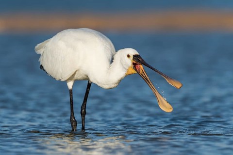 Eurasian Spoonbill (Platalea leucorodia) foraging, Eilat, Israel