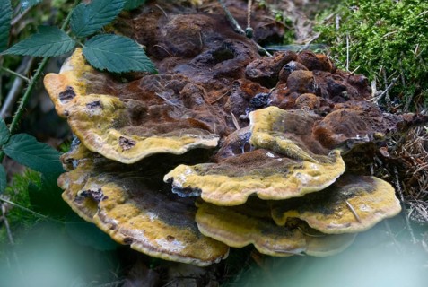 Tree sponge relatives, brown porling, spruce brown porling, fomitopsidaceae, yellow brown porling,