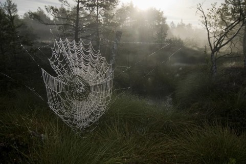 Spider web with dew drops, morning dew, water drops, fog, landscape, moor, moor landscape,