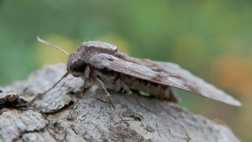 Hyloicus pinastri, pine swarmer, pine hawk moth, sphinx pinastri, pine arrow, butterfly, insects,
