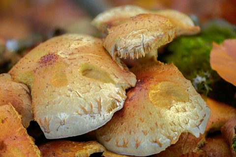 Chrome yellow Schüppling, Jahn's scalycap, Pholiota Jahnii, brush scraping, fungi, fungi, mushrooms
