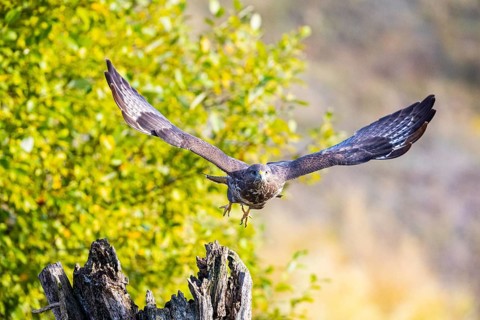 Common Buzzard (Buteo buteo) Germany