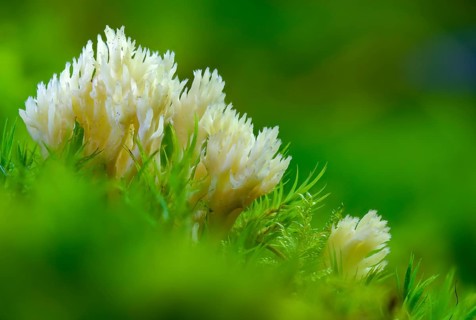 Clavulina coralloides, Clavulina cristata, antler-shaped coral, comb-shaped coral, comb-shaped club