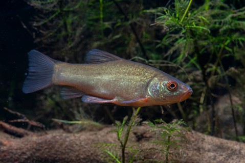 Schleie, Tench, Tinca Tinca, Doctor Fish, Fishes, Pisces