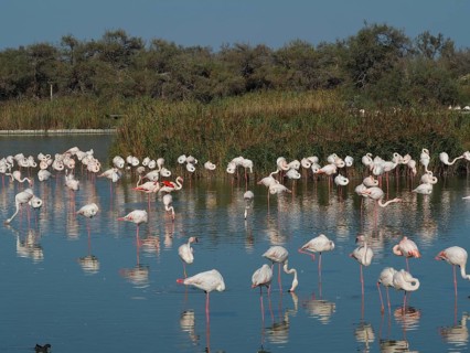 A large flock of flamingos, including greater flamingos (Phoenicopterus roseus), are spread out