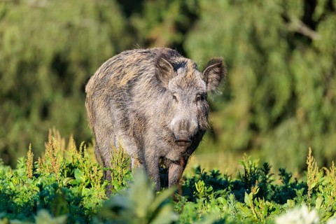 A female wild boar (Sus scrofa) is out foraging in a green clearing on a sunny morning. Bavaria,