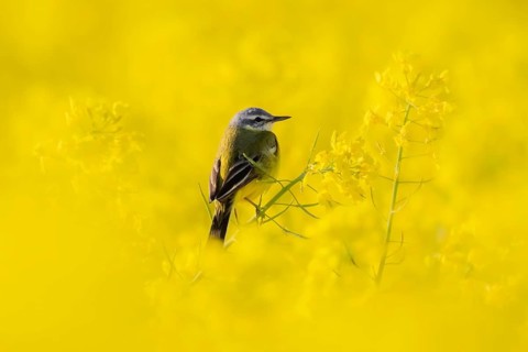 In spring, a nuthatch sits in a blooming canola field near Frankfurt am Main, Frankfurt am Main,