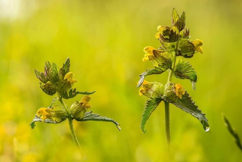 Brownwort family, small rattlespot, rhinanthus minor, scrophulariaceae, cockscomb, flora,
