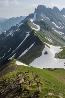Animals, mammals, ibex, ibexes sitting on a grassy slope against an Alpine backdrop, (Capra ibex),