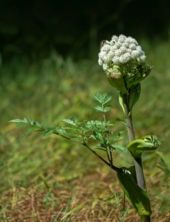 Angelica sylvestris, angelica, wild angelica, wild breastroot, flora, high size, portrait, plants,