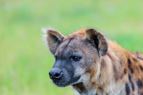 Portrait of A fully grown female Spotted Hyena (Crocuta crocuta. Ethiopia, Kenya, Tanzania,