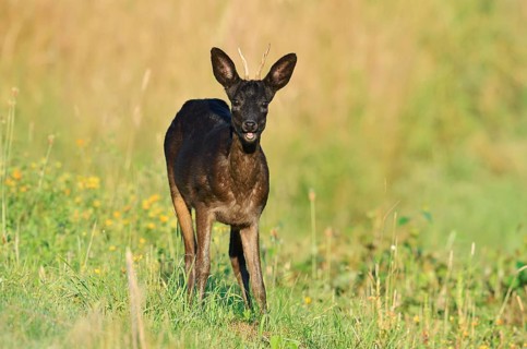 European roe deer (Capreolus capreolus), black roebuck, Lower Saxony, Germany