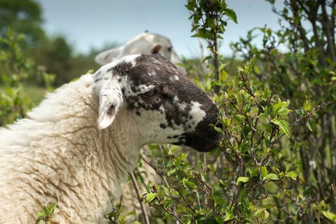 Artiodactyla, domestic sheep, even-töd ungulate, Germany, domestic sheep, nabu, natural heritage,