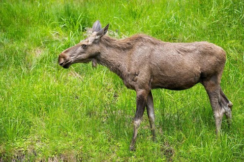 Eurasian elk (Alces alces) standing on a meadow in early summer, Bavarian Forest, Bavaria, Germany