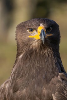 Portrait of Aquila nipalensis, steppe eagle, in late light with green background
