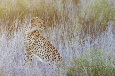 Cheetah (Acinonyx jubatus). Female at sunrise. Kalahari Desert, Kgalagadi Transfrontier Park, South