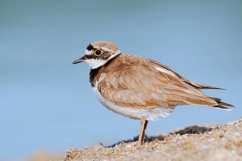Little Ringed Plover (Charadrius dubius, Thinornis dubius), North Rhine-Westphalia, Germany