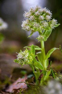 Asteraceae, daisy, butterbur, petasites albus, white butterbur, flora, high size, vertical format,