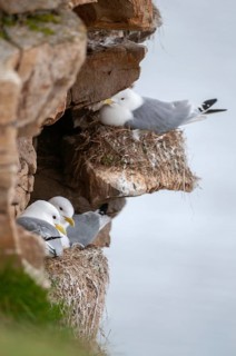 Black-legged Kittiwake, Black-legged Kittiwake, Norway, Rissa Tridactyla, Varanger, Birds,
