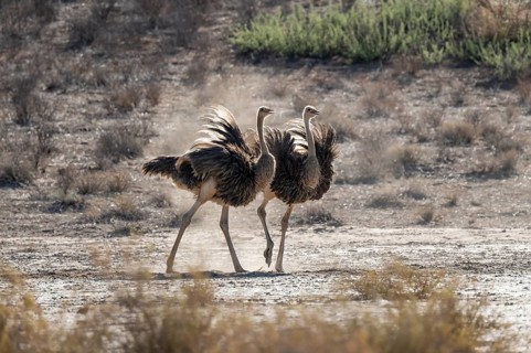 Two females, common ostrich (Struthio camelus) fluffed up up, Kgalagadi Transfrontier National