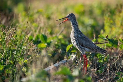 Common Redshank (Tringa totanus), Goldenstedt, Lower Saxony, Germany