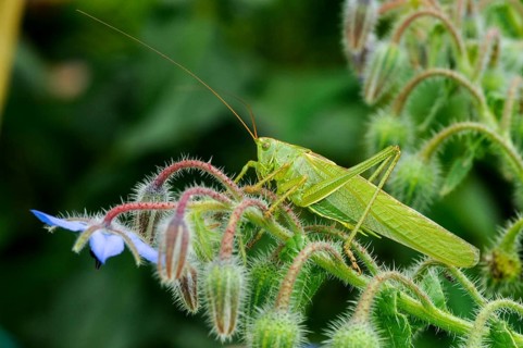 Grasshoppers, Great Green Bush Cricket, Big Hayhorse, Hayhorse, Deciduous Locusts, Singhoppers,