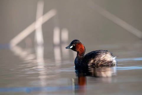 Littele Grebe, Tachybaptus Ruficollis, Little Grebe, Birds, Dabchick, Grebe, Grebe, Podicipedidae,