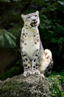 Snow leopard (Uncia uncia), adult, alert, sitting on rocks, endangered species, captive