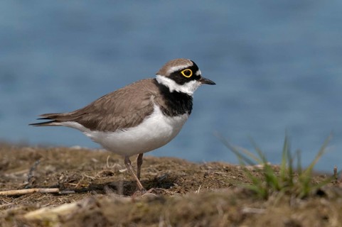 Charadrius dubius, plover, little ringed plover, birds, charadriiformes, limikolen, plower, plover,