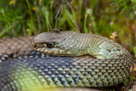 Lizard snake, European lizard snake, Malpolon monspessulanus, Montpellier snake, critters,