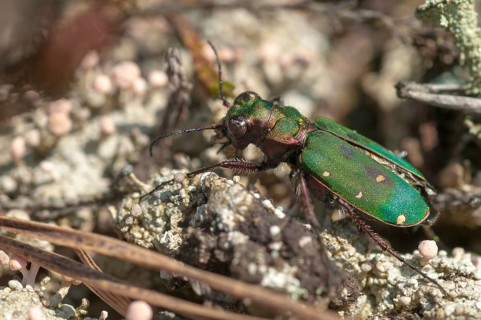 Carabidae, Cicindela campestris, field sandground beetles, sandground beetles, beetles, Coleoptera,
