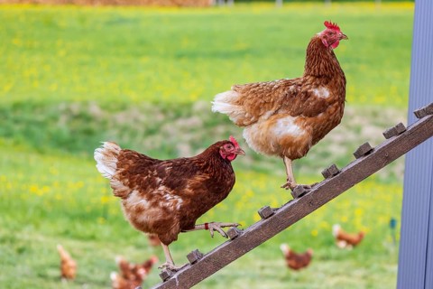 Chickens and a rooster on a poultry pasture with an outlet. St. Johann, Baden-Württemberg, Germany