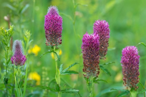 Fabaceae, foxtail clover, ornamental clover, purple clover, butterflies, trifolium rubens, flora,