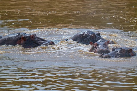 Several hippos emerge from the water's surface, the water ripples around them. Hippopotamus