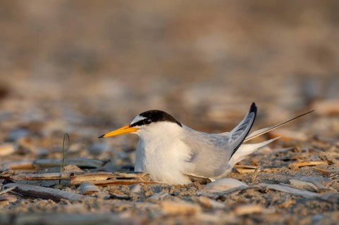 A typical feature of the Little Tern (Sternula albifrons) is its orange beak with a black tip,